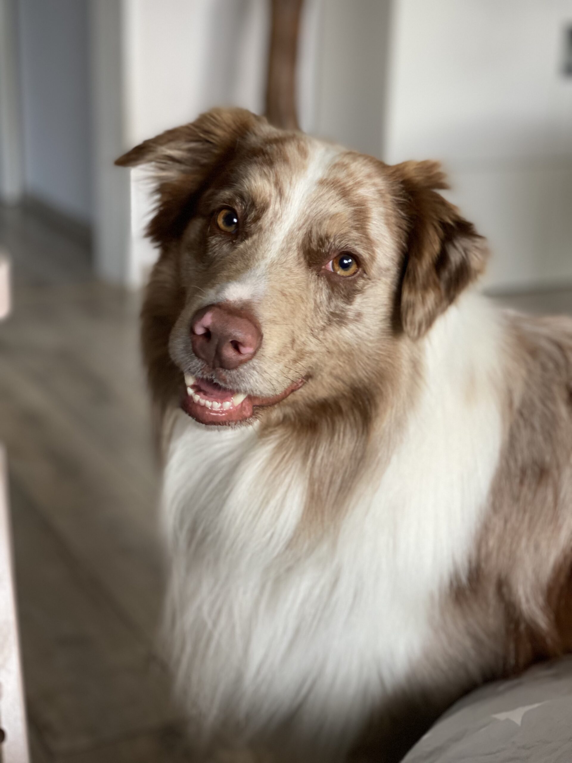 Monty, der Hund